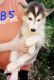 Siberian Husky Puppies for sale in Gallipolis, OH 45631, USA. price: $400