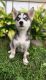 Siberian Husky Puppies for sale in Carson City, MI 48811, USA. price: $600