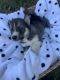 Siberian Husky Puppies for sale in Whitesboro, NY 13492, USA. price: NA