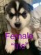 Siberian Husky Puppies for sale in Eugene-Springfield, OR, OR, USA. price: NA