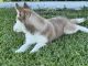 Siberian Husky Puppies for sale in Homestead, FL, USA. price: $400