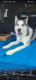 Siberian Husky Puppies for sale in Port St. Lucie, FL 34953, USA. price: $900