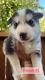 Siberian Husky Puppies for sale in Hesperia, CA, USA. price: $450