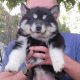 Siberian Husky Puppies for sale in Red Bluff, CA 96080, USA. price: $500