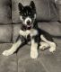 Siberian Husky Puppies for sale in Beaver, OH 45613, USA. price: $750