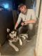 Siberian Husky Puppies for sale in Olyphant, PA, USA. price: NA