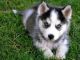 Siberian Husky Puppies for sale in Virginia Beach, VA, USA. price: $500