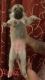 Siberian Husky Puppies for sale in Stevenson Ranch, CA 91381, USA. price: NA