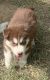 Siberian Husky Puppies for sale in Tompkinsville, KY 42167, USA. price: NA