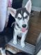 Siberian Husky Puppies for sale in Brooklyn Park, MN, USA. price: $500