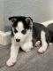 Siberian Husky Puppies for sale in Copperas Cove, TX, USA. price: $350