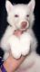Siberian Husky Puppies for sale in S Lafayette St, Shelby, NC, USA. price: NA