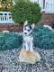 Siberian Husky Puppies for sale in Fort Wayne, IN, USA. price: $525