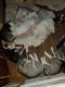 Siberian Husky Puppies for sale in Grove City, OH 43123, USA. price: NA