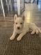 Siberian Husky Puppies for sale in CRYSTAL CITY, CA 90220, USA. price: NA