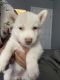 Siberian Husky Puppies for sale in CRYSTAL CITY, CA 90220, USA. price: $600