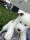 Siberian Husky Puppies for sale in Columbus, OH, USA. price: $850