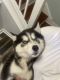 Siberian Husky Puppies for sale in North Chesterfield, VA 23236, USA. price: NA