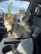 Siberian Husky Puppies for sale in 405 E Main St, Mesa, AZ 85203, USA. price: $250
