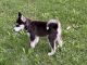 Siberian Husky Puppies for sale in Worcester, MA, USA. price: $1,500