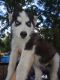 Siberian Husky Puppies for sale in Florence, SC, USA. price: $700