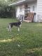 Siberian Husky Puppies for sale in Warrensburg, IL, USA. price: NA
