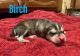 Siberian Husky Puppies for sale in Cromwell, CT, USA. price: $2,000