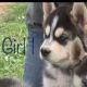 Siberian Husky Puppies for sale in UT-144, New Harmony, UT 84757, USA. price: NA