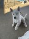 Siberian Husky Puppies for sale in Moxee, WA, USA. price: NA