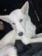 Siberian Husky Puppies for sale in Reno, NV, USA. price: $260