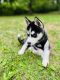 Siberian Husky Puppies for sale in Ithaca, NY 14850, USA. price: NA