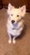 Siberian Husky Puppies for sale in Tempe, AZ, USA. price: $500