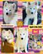 Siberian Husky Puppies for sale in East Tawas, MI 48730, USA. price: NA