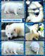 Siberian Husky Puppies for sale in East Tawas, MI 48730, USA. price: NA