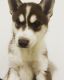 Siberian Husky Puppies for sale in Newark, NJ, USA. price: NA