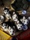 Siberian Husky Puppies for sale in Katy, TX, USA. price: $550