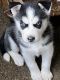 Siberian Husky Puppies for sale in Warren, MI 48091, USA. price: NA