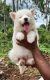 Siberian Husky Puppies for sale in Kurnool, Andhra Pradesh. price: 75000 INR