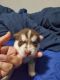 Siberian Husky Puppies for sale in San Antonio, TX 78245, USA. price: $600