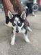 Siberian Husky Puppies for sale in Merrillville, IN 46410, USA. price: NA