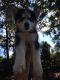 Siberian Husky Puppies for sale in Florence, SC, USA. price: $550