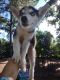 Siberian Husky Puppies for sale in Florence, SC, USA. price: $550