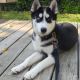 Siberian Husky Puppies for sale in West Fargo, ND, USA. price: $1,000