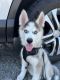 Siberian Husky Puppies for sale in Chicago, IL 60607, USA. price: $2,000