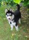 Siberian Husky Puppies for sale in Fulshear, TX, USA. price: $800