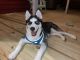 Siberian Husky Puppies for sale in Dayton, OH, USA. price: $1,500