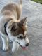 Siberian Husky Puppies for sale in Harbor City, Los Angeles, CA, USA. price: NA