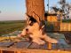 Siberian Husky Puppies for sale in Lincoln, NE, USA. price: $500