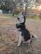 Siberian Husky Puppies for sale in Spartanburg, SC, USA. price: $99
