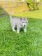 Siberian Husky Puppies for sale in Moon Twp, PA 15108, USA. price: NA